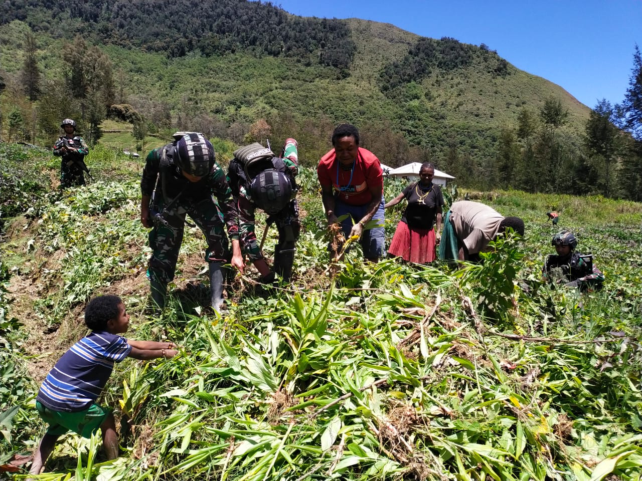Satgas Mobile Raider 300 Siliwangi Bersama Masyarakat Mundiba Panen di Kebun Mama Elin Labene