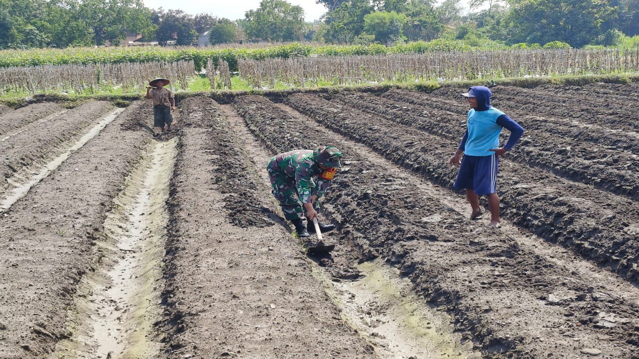 Peduli Ketahanan Pangan, Babinsa Koramil Ponggok Bantu Penyiapan Lahan Pertanian Milik Warga Binaannya