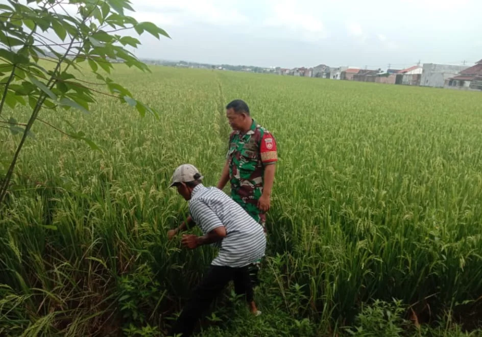 Bersama Petani Babinsa Pantau Perkembangan Tanam Padi