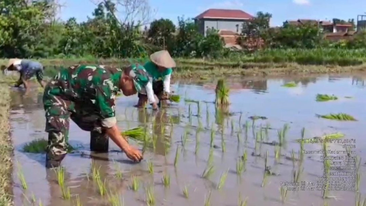 Dukung Ketahanan Pangan, Serda Sunarto Bantu Warga Tanam Padi