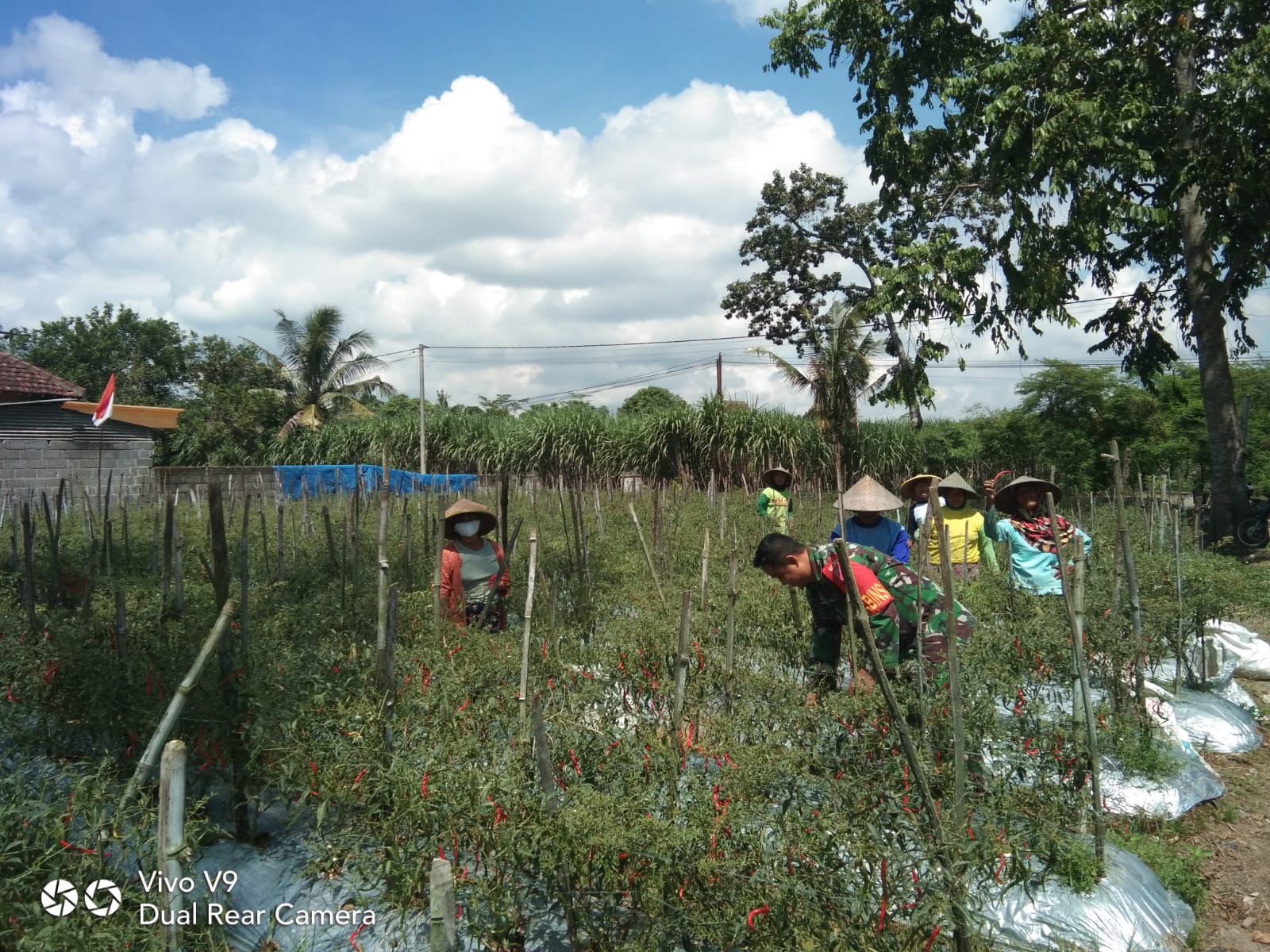 Sukseskan Swasembada Pangan, Sertu Tri Rosadi Bantu Panen Cabe Warganya