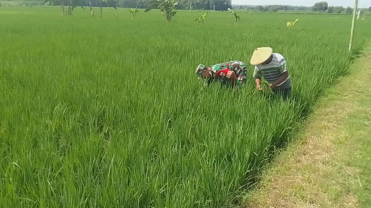 Upsus, Babinsa Dampingi Petani Penyiangan Tanaman Padi