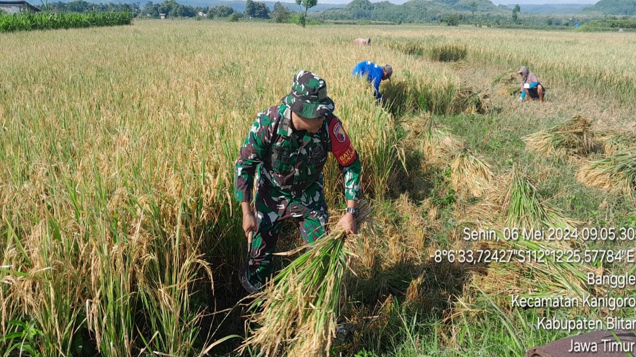 Selalu Hadir Di Tengah Masyarakat, Serda Suhartono Bantu Memanen Padi Warga Binaannya