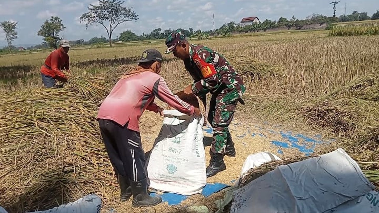Hadir Di Tengah Masyarakat, Serda Khamid Bustomi Bantu Memanen Padi Poktan Sidomakmur