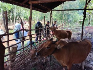 Jelang Idul Adha 1445 H, Hewan Kurban Sultra Stoknya Mencukupi