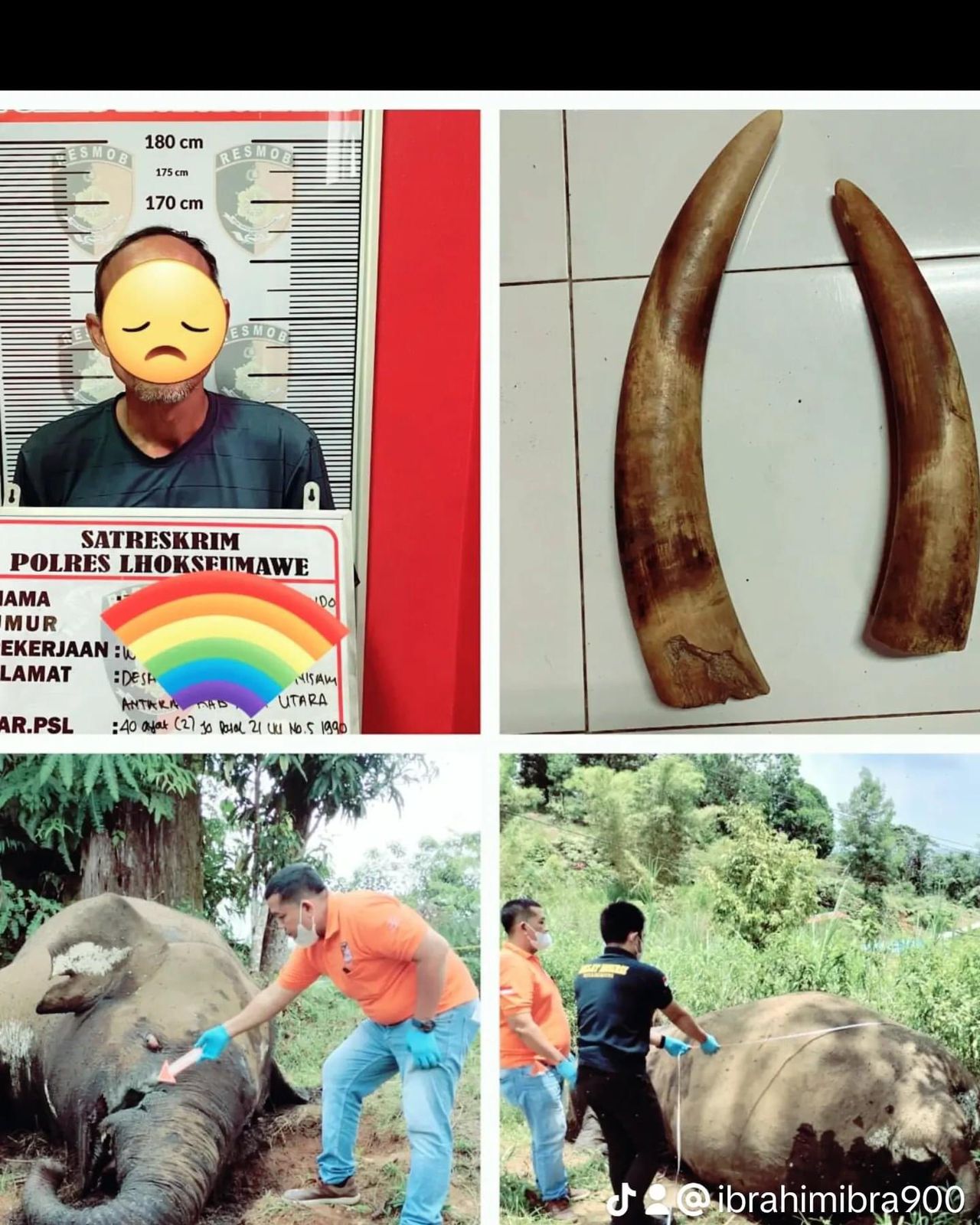Tim Resmob Sat Reskrim Polres Lhokseumawe Polda Aceh Berhasil Tangkap Tersangka Pembunuhan Gajah