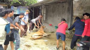 Rayakan Idul Adha 1445 Hijriah, Kembang Latar DPW Jakarta Melakukan Pemotongan Hewan Qurban 1 Ekor Sapi Dan 2 Ekor Kambing