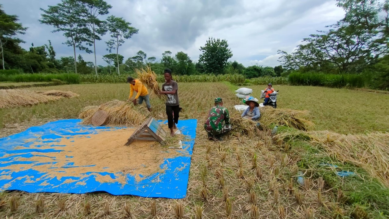 Dukung Ketahanan Pangan, Serda Zaenal Fanani Bantu Warga Binaannya Memanen Padi