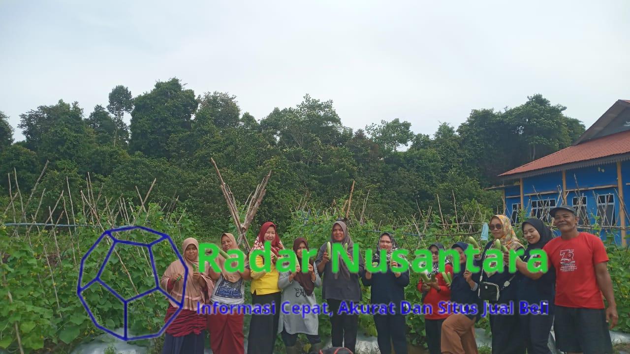 Ketua TP, PKK Kecamatan Singkep Selatan panen perdana Metimun ketahanan pangan