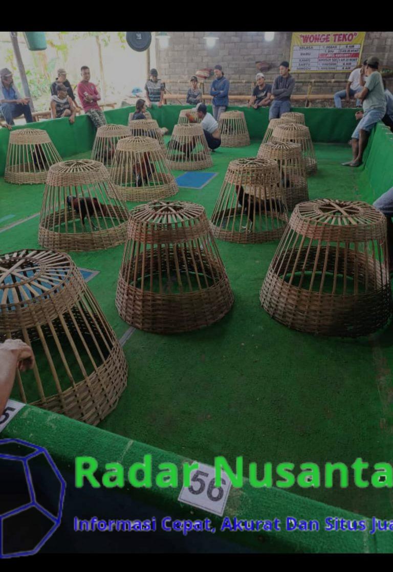 Diduga Judi Sabung Ayam Merajalela Oknum Terkesan Kebal Hukum