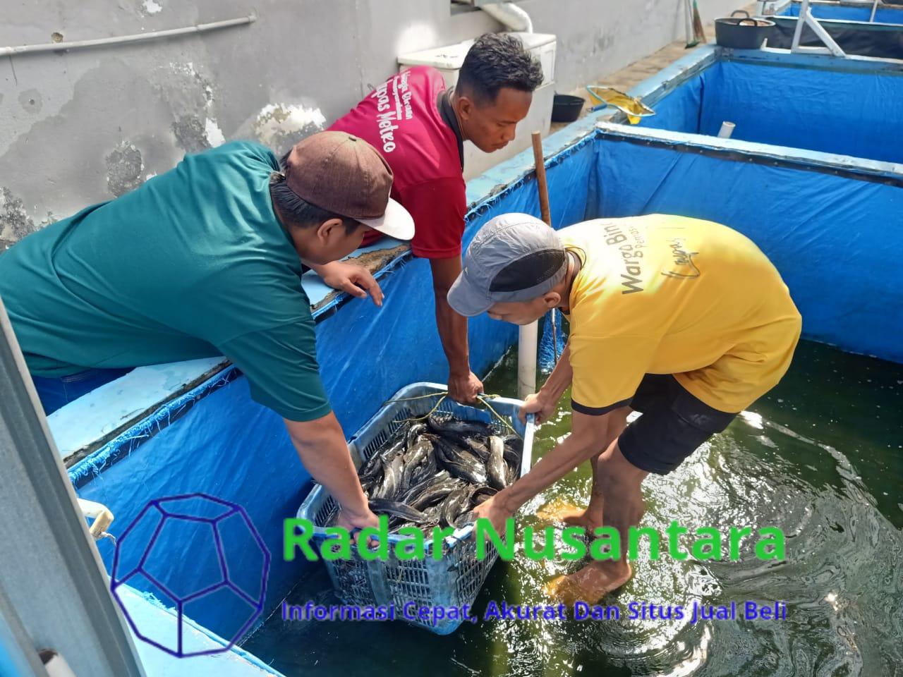 Dukung Program Ketahanan Pangan, Lapas Metro Terus Kembangkan Pembinaan Kemandirian Bagi Warga Binaan
