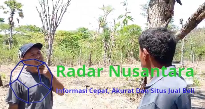 Memberi makan Ternak Sapi Pegawai-pegawai Honorer merusak Hutan Adat Pubabu