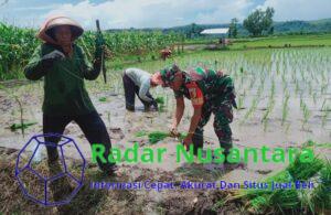 Koptu Wahyu Anugerah Bersama Warga Desa Gununggede, Tingkatkan Hanpangan Dengan Tanam Padi