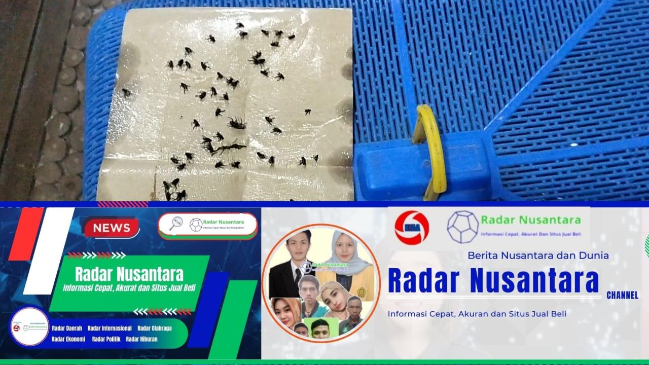 Desa Namorih Pancur Batu Darurat Lalat, PJ Bupati Deli Serdang Diminta Tutup Ternak Ilegal
