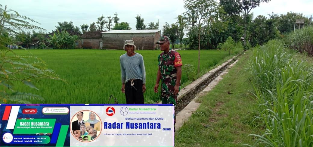 Upaya Babinsa Simo Bersama Petani Tanggulangi Hama