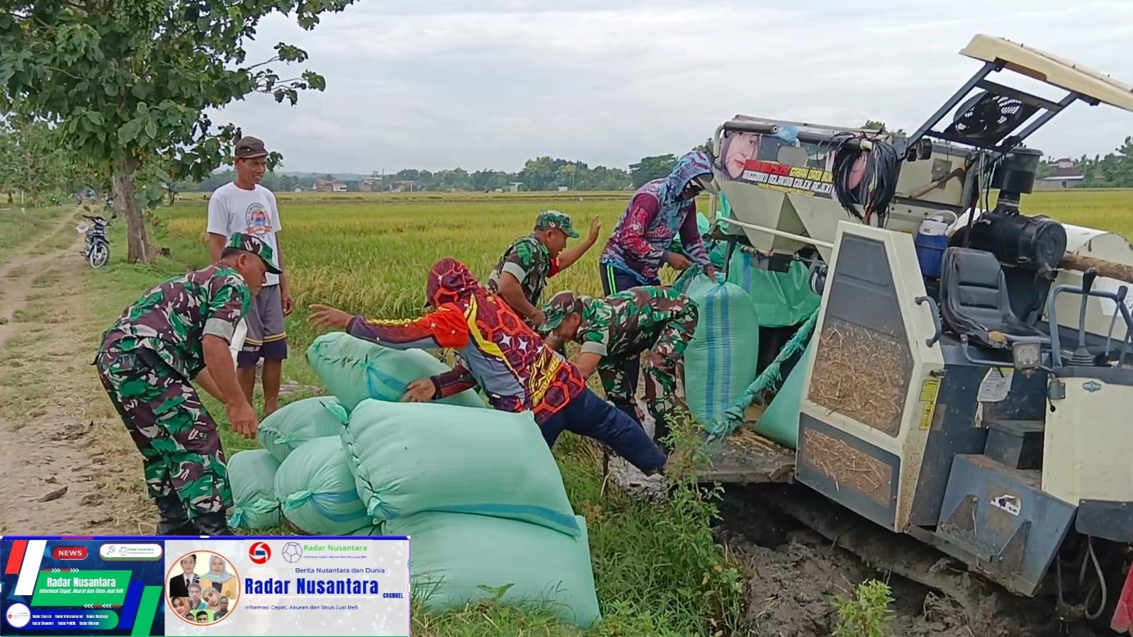 Babinsa Bantu Panen Padi Menggunakan Mesin Combi, Tingkatkan Produktivitas Petani