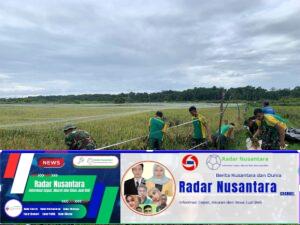 Perkuat Kebersamaan di Perbatasan, Satgas Pamtas Yonarmed 11 Kostrad Bersama Warga Panen Padi