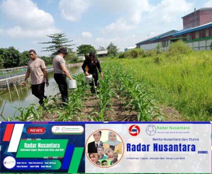 Kapolsek Krian Tinjau Perawatan Tanaman Ketahanan Pangan
