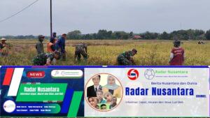 Inilah Upaya Babinsa Dalam Membantu Petani Panen Padi