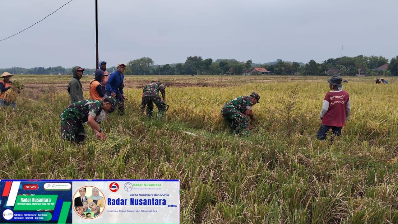 Inilah Upaya Babinsa Dalam Membantu Petani Panen Padi