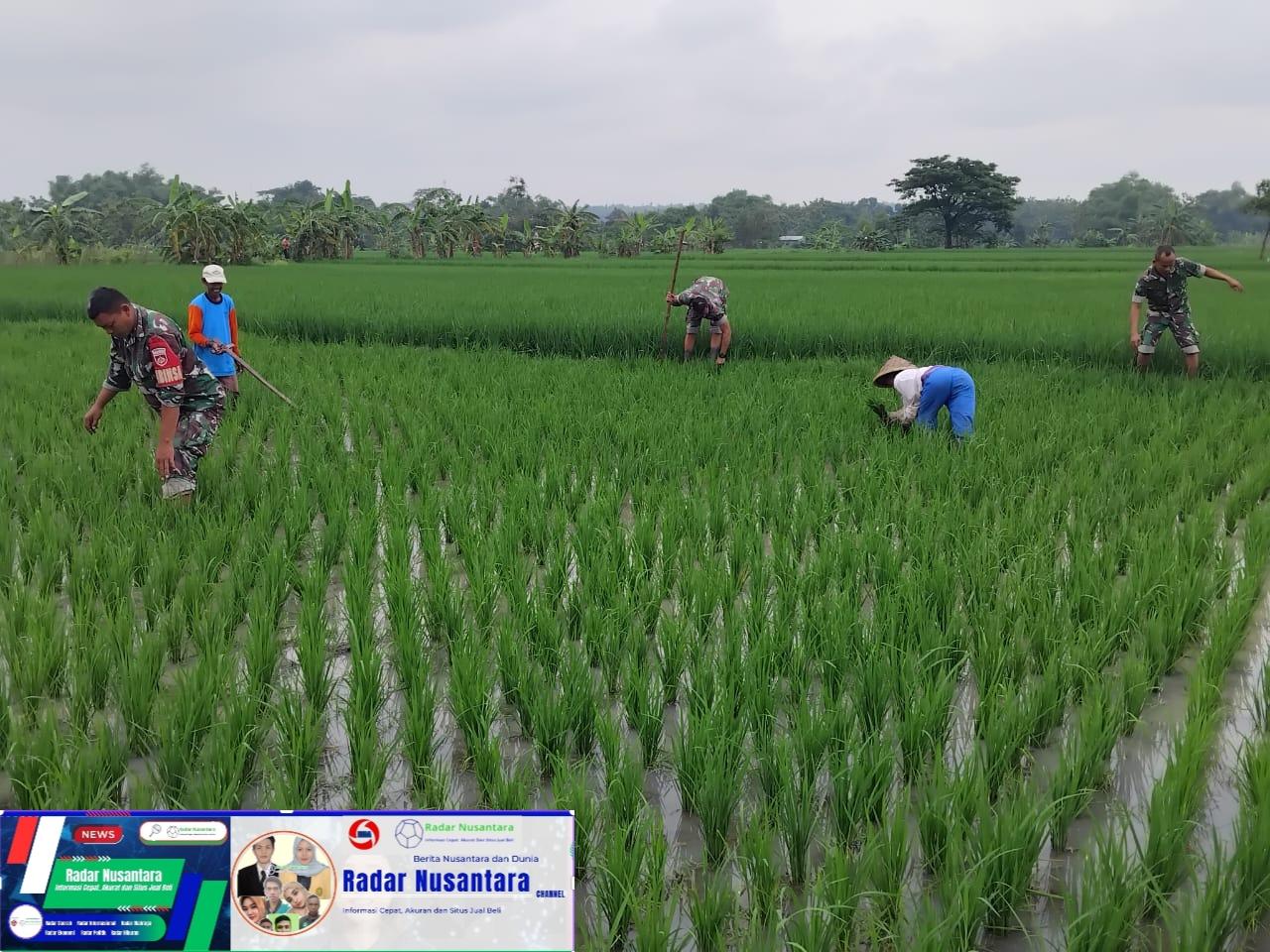 Serka Heriyanto Bantu Petani Menyiangi Rumput di Sawah