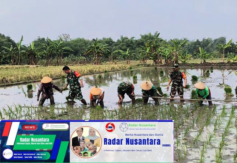 Babinsa dan Poktan Bersinergi, Sukseskan Program Tanam Padi