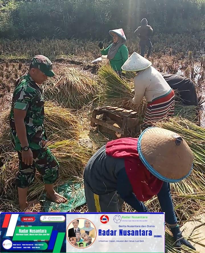 Babinsa Koramil 1004/Tanjungsari Terjun Langsung Dampingi Petani untuk Pastikan Serapan Gabah Oleh Bulog, dan Bantu Petani Panen