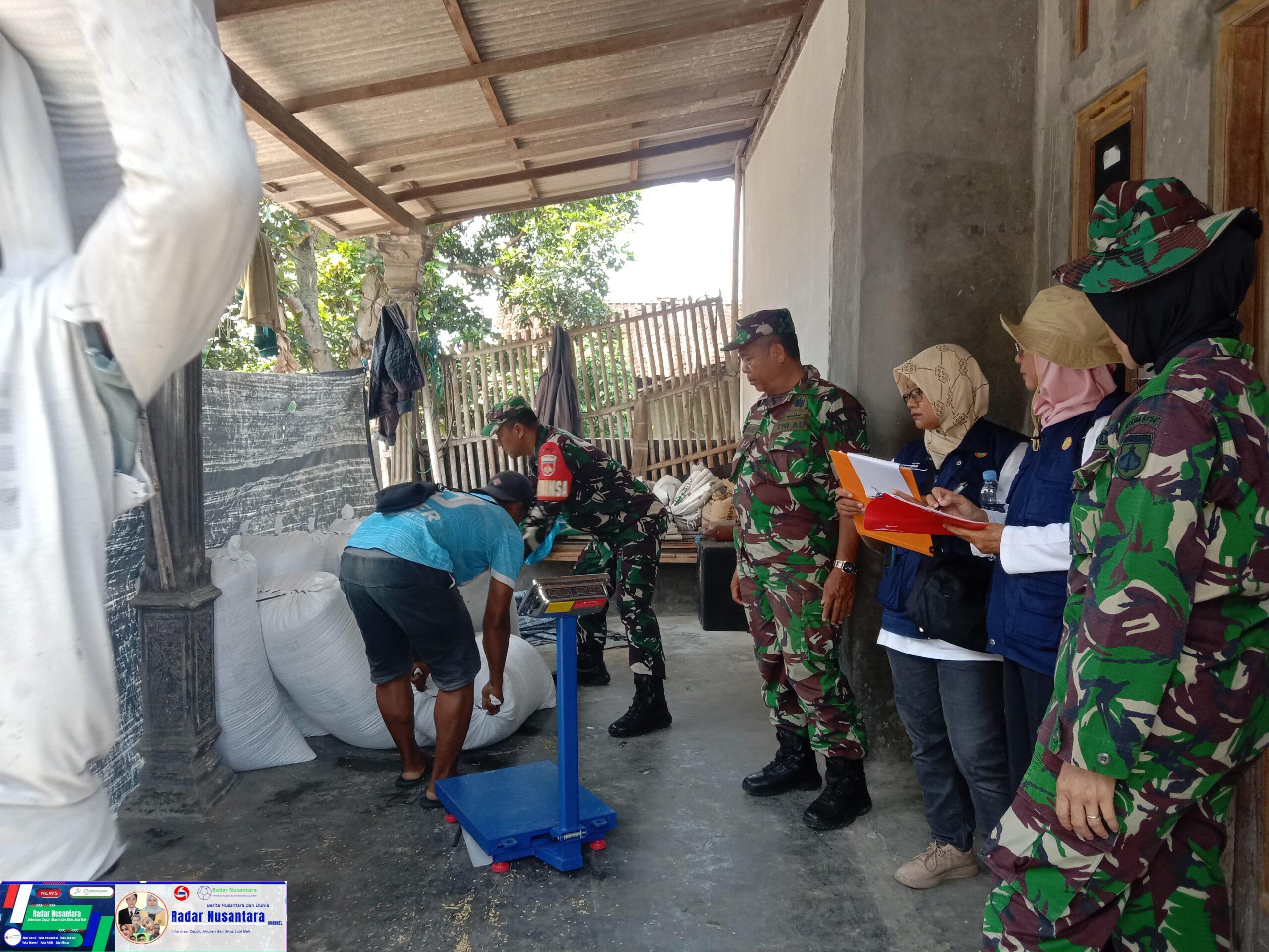 Koramil Teras Dampingi Bulog Serap Gabah Petani Desa Nepen