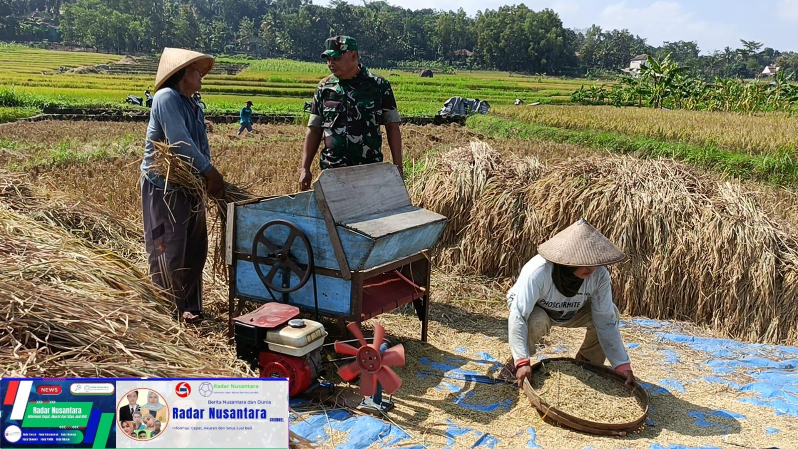 Peran Aktif Babinsa Wonosegoro Dampingi Petani
