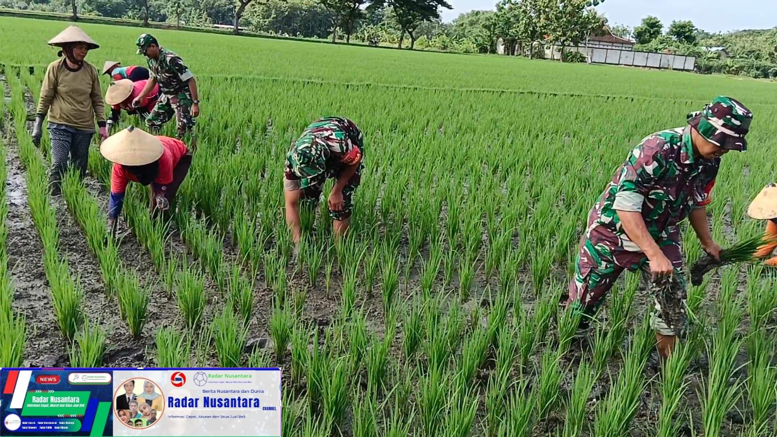 Babinsa dan Poktan Bersinergi, Siangi Gulma Demi Panen Raya