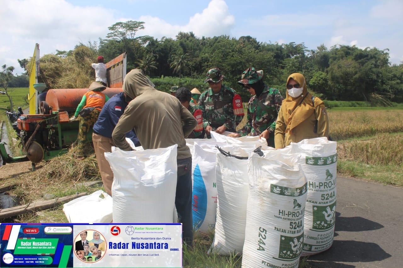 Babinsa Mojosongo Dampingi Bulog Sergab Petani Dlingo