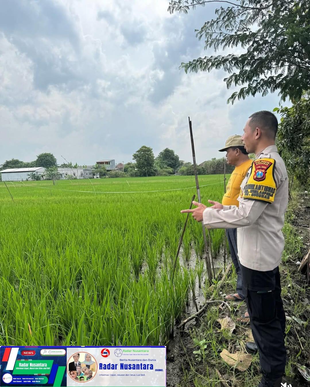Bersama Petani, Bhabinkamtibmas Desa Siwalanpanji Bripka Hadi, Rawat Sawah Demi Sukseskan Ketahanan Pangan