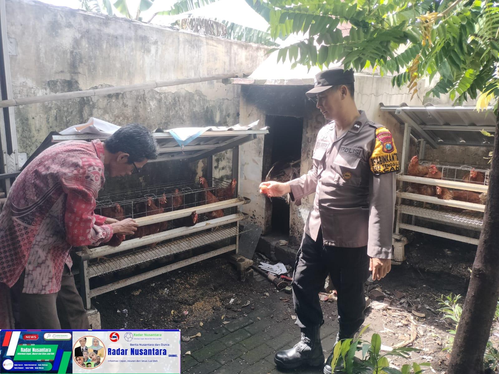 Bhabinkamtibmas Desa Tengulunan Kecamatan Candi Hadir di Tengah Masyarakat, Dampingi Warga Manfaatkan Pekarangan untuk Berternak Ayam