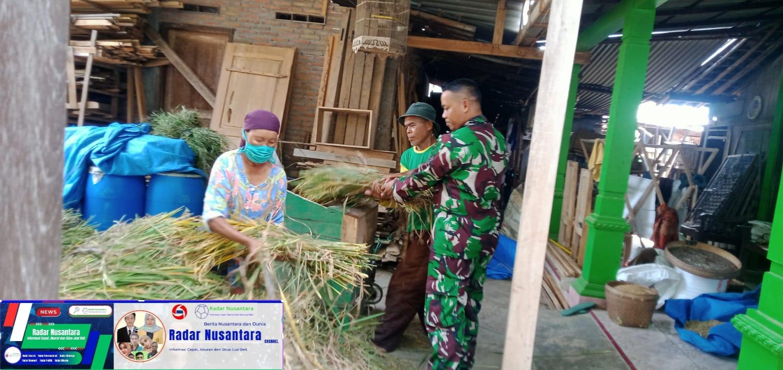 Babinsa Kemusu Sambangi Warga Sekaligus Membantu Panen