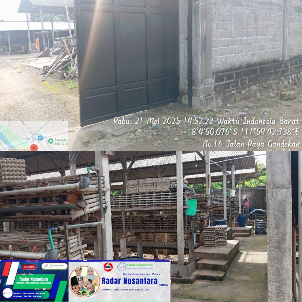 Buang Limbah Sembangrangan, Warga Desa Gandekan Keluhkan Bau Tidak Sedap Imbas Peternakan Ayam Petelur