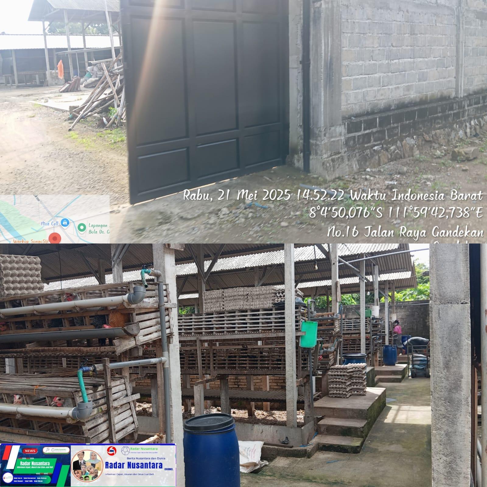 Buang Limbah Sembangrangan, Warga Desa Gandekan Keluhkan Bau Tidak Sedap Imbas Peternakan Ayam Petelur