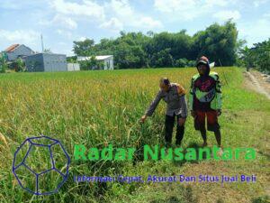 Bhabinkamtibmas Aipda Adi Dampingi Petani Rawat Padi, Wujud Nyata Dukung Ketahanan Pangan di Desa Sidokepung