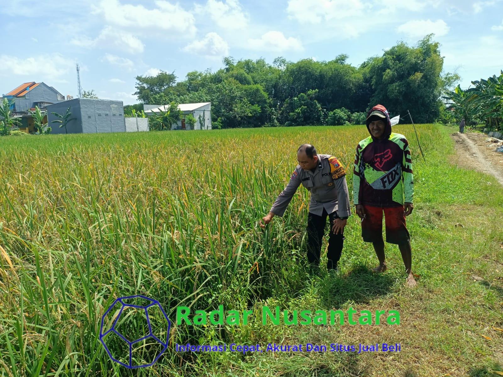 Bhabinkamtibmas Aipda Adi Dampingi Petani Rawat Padi, Wujud Nyata Dukung Ketahanan Pangan di Desa Sidokepung