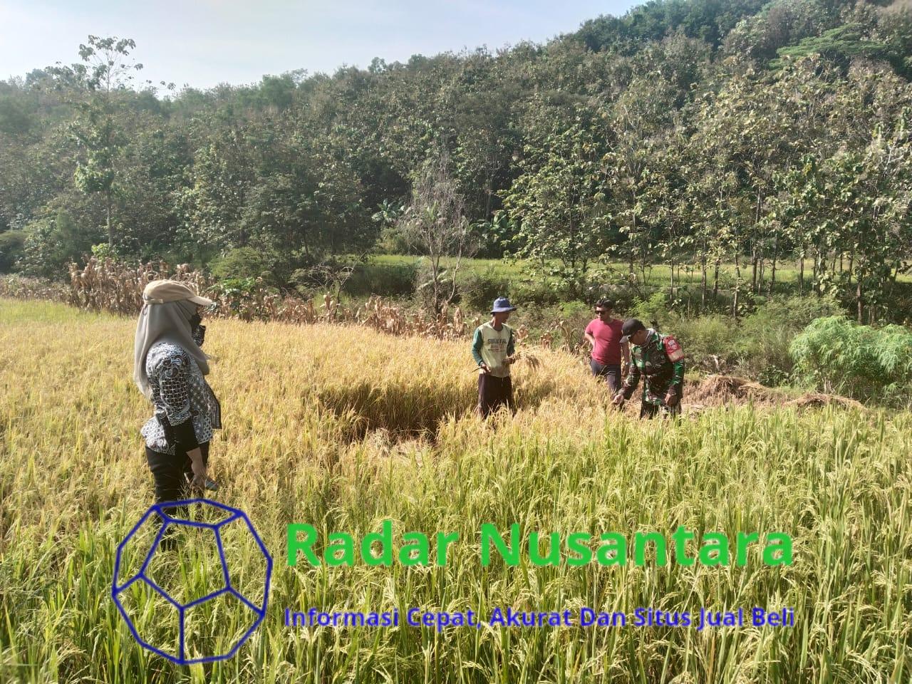 Prediksi Hasil Panen Babinsa Kalinanas Dan PPL Lakukan Pengubinan