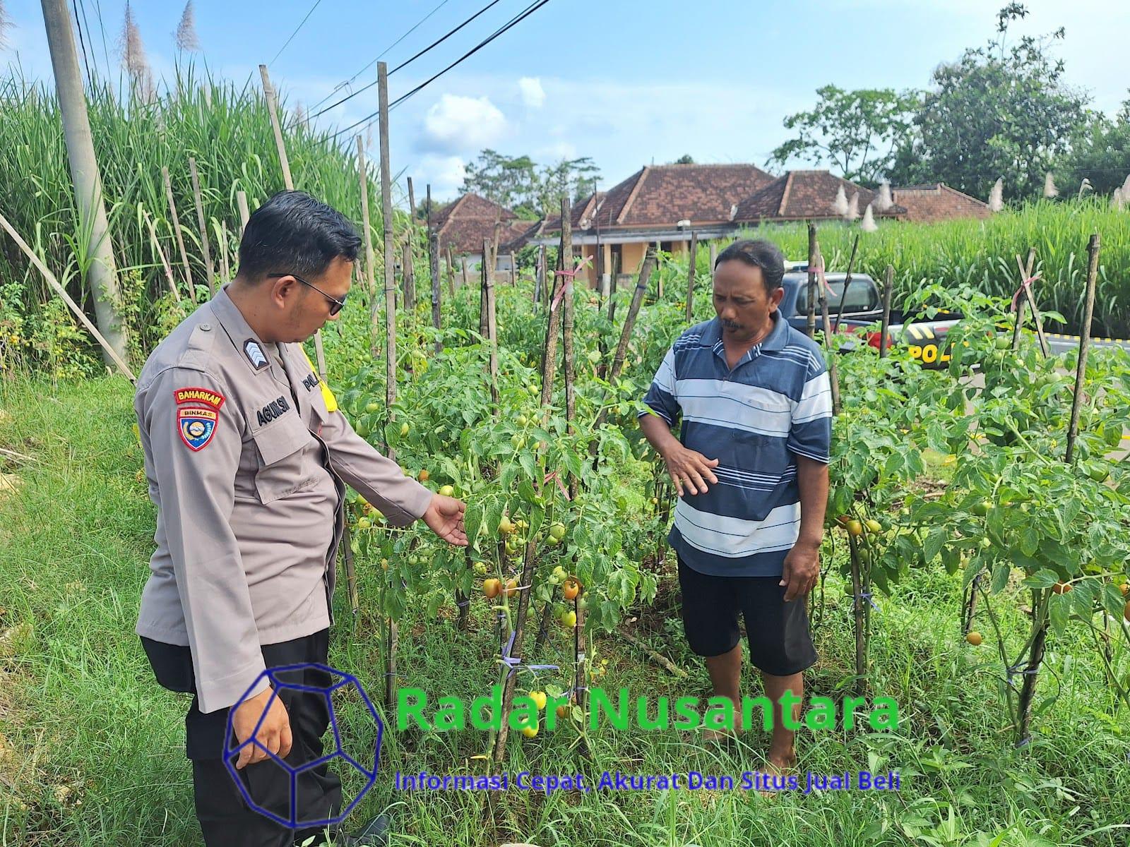 Bhabinkamtibmas dan Warga Desa Wadungasih Kembangkan Kebun Tomat untuk Ketahanan Nasional