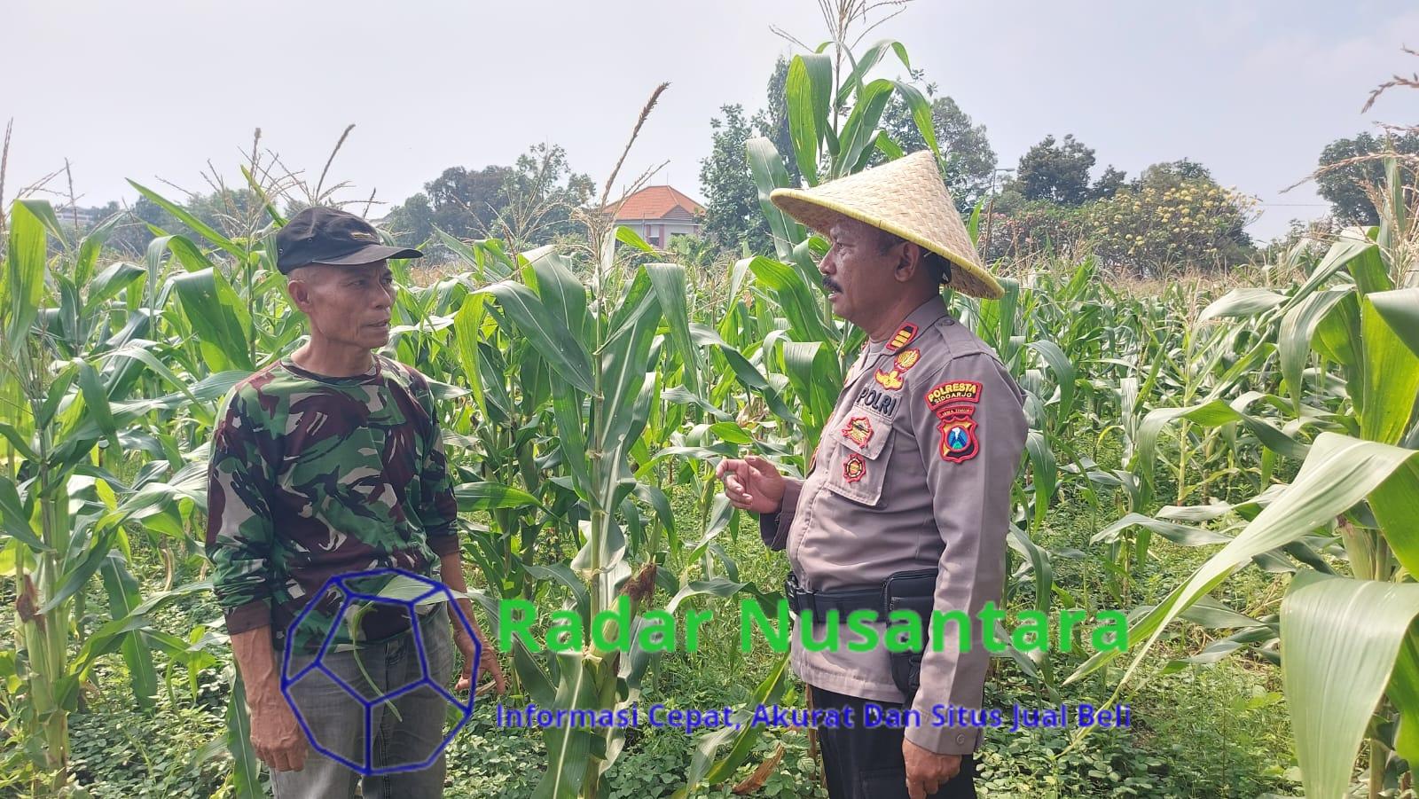 Dukung Program Asta Cita, Kanit Binmas Polsek Taman Tinjau Lahan Jagung Warga Sepanjang