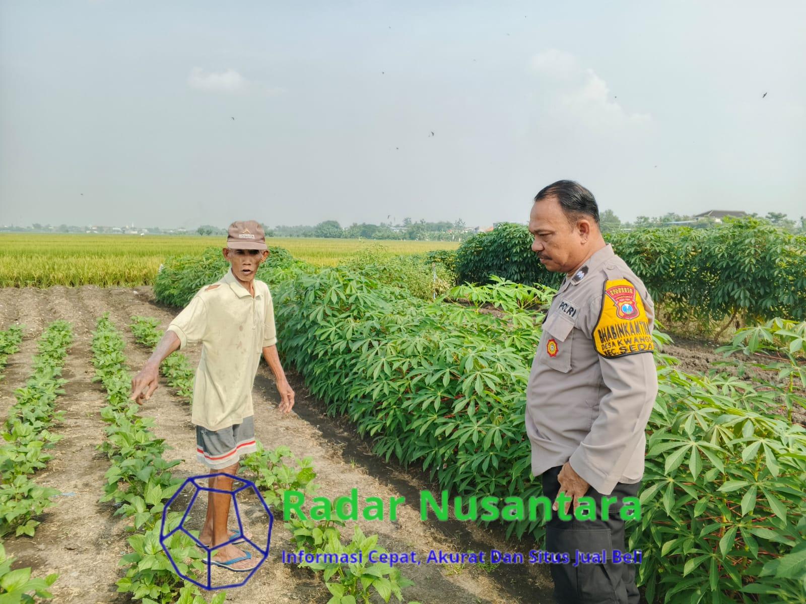 Aipda Ramly Anggiat dan Warga Desa Kwangsan Kembangkan Kebun Singkong Untuk Ketahanan Nasional