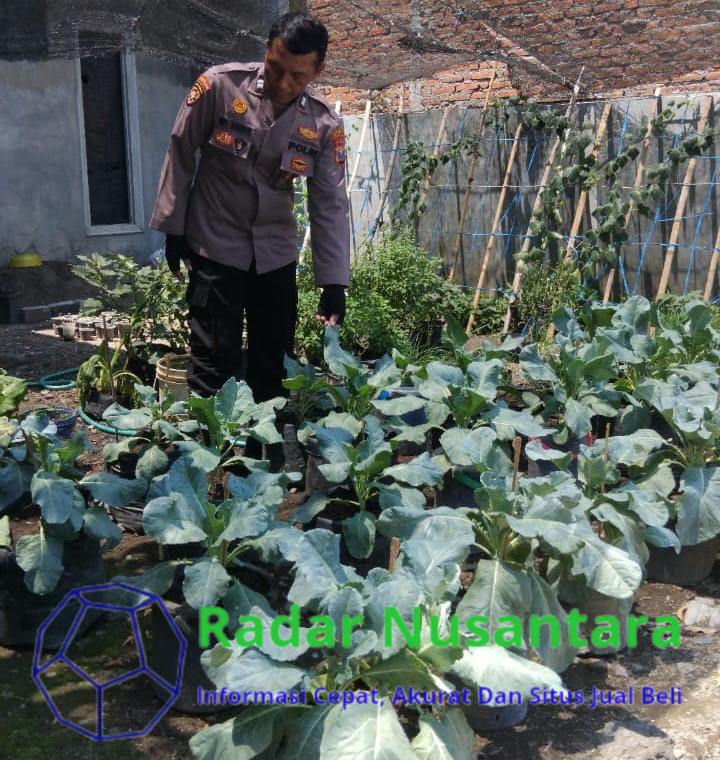 Bhabinkamtibmas Karangbong, Kunjungi Pertanian Sayuran, Dukung Swasembada Pangan