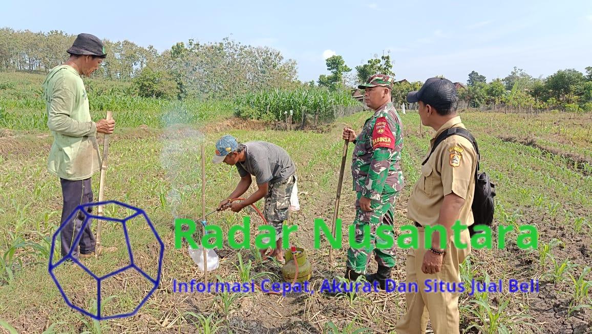 Babinsa Wonosegoro Bersinergi Basmi Hama Tikus Di Desa Lemah Ireng