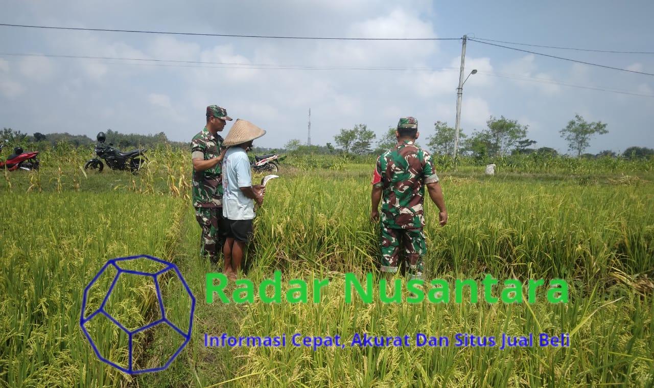 Babinsa Pantau Padi Menguning, Pastikan Produksi Tetap Optimal
