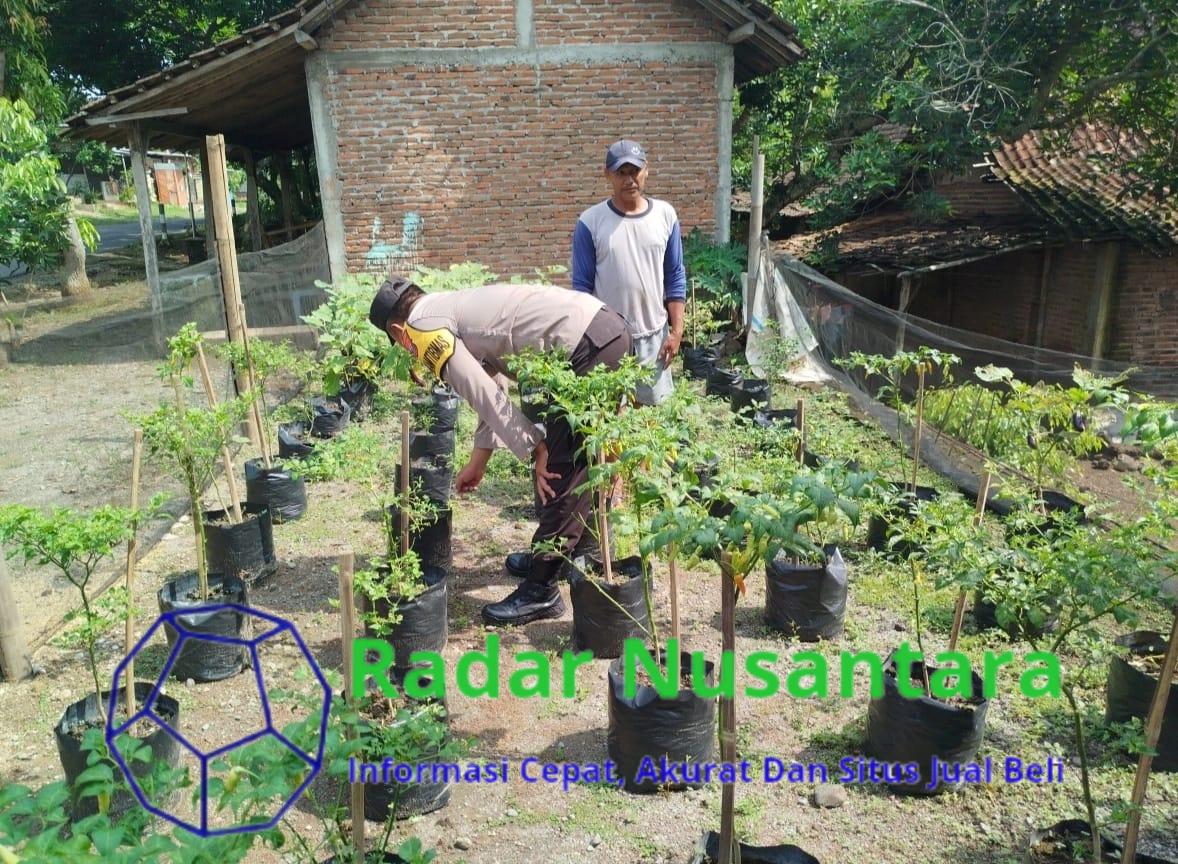Bhabinkamtibmas Desa Sawohan Wujudkan Ketahanan Pangan Dengan Menanam Cabe Bersama Warga, SIDOARJO -Upaya mendukung ketahanan pangan terus digencarkan Polsek Buduran Polresta Sidoarjo. Salah satunya melalui peran aktif Bhabinkamtibmas Desa Sawohan, Aiptu Yuli Infantri, yang turun langsung ke tengah masyarakat untuk menanam cabe bersama warga di lingkungan desa binaannya Desa Sawohan, Kecamatan Buduran, Kabupaten Sidoarjo, Kamis (19/6/2025). Dengan pendekatan yang humanis, Aiptu Yuli tak hanya mengajak warga untuk memanfaatkan lahan pekarangan, namun juga memberikan edukasi tentang cara menanam cabe yang tepat agar hasil panen berkualitas dan bisa menopang kebutuhan dapur warga sehari-hari. "Langkah sederhana ini sangat penting, karena menjadi bagian dari ketahanan pangan keluarga yang berkelanjutan. Kalau bisa tanam sendiri, maka masyarakat tak akan terlalu bergantung pada harga pasar," tutur Aiptu Yuli. Gerakan ini merupakan implementasi nyata dari Program Asta Cita Presiden Prabowo Subianto, yang menekankan pentingnya ketahanan pangan dalam mewujudkan ketahanan nasional. Program ini juga selaras dengan arahan Kapolresta Sidoarjo Kombes Pol Christian Tobing, yang mendorong jajaran Bhabinkamtibmas untuk menjadi penggerak produktivitas di tingkat desa. "Polisi bukan hanya hadir menjaga kamtibmas, tapi juga hadir mendukung kesejahteraan masyarakat. Termasuk dalam hal kemandirian pangan, yang menjadi fokus penting Polresta Sidoarjo saat ini," jelas Kombes Pol Christian Tobing. Melalui kegiatan tanam cabe ini, Polsek Buduran Polresta Sidoarjo membuktikan bahwa semangat Polisi Cinta Petani bukan hanya slogan, tetapi diwujudkan secara nyata bersama masyarakat dalam rangka mendukung swasembada pangan yang kuat dan berkelanjutan di desa-desa. (Redho)
