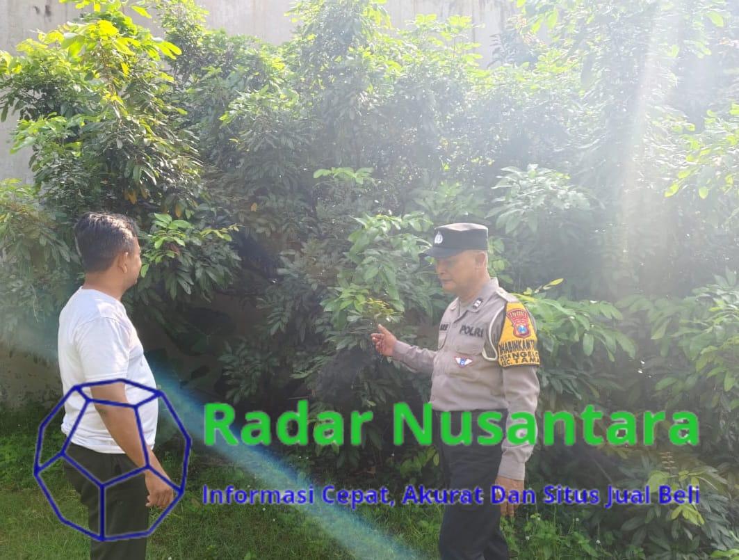 Bhabinkamtibmas Ngelom Taman Sambangi Kebun Kelengkeng Warga, Wujudkan Ketahanan Pangan Nasional polresta Sidoarjo