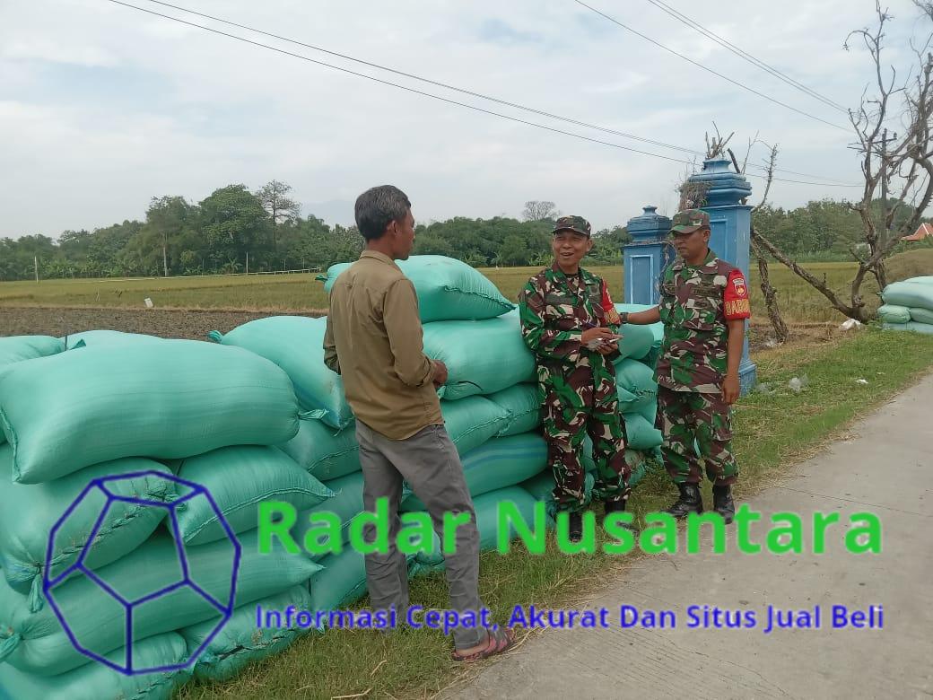 Babinsa Komsos dengan Petani, Tanyakan Harga Gabah dan Kondisi Pertanian