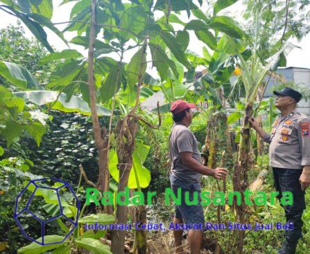 Peduli Ketahanan Pangan Nasional Bhabinkamtibmas Kelurahan Ngelom Taman Sambangi Perkebunan Warga