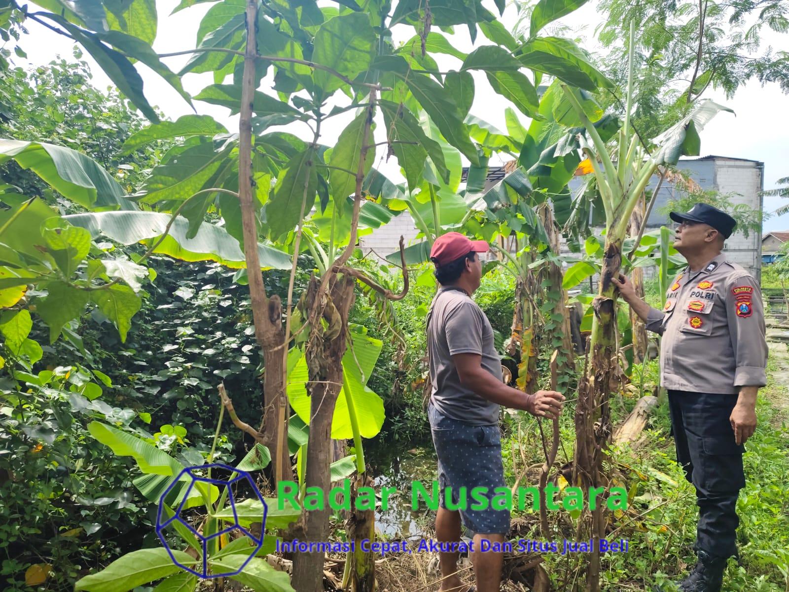 Peduli Ketahanan Pangan Nasional Bhabinkamtibmas Kelurahan Ngelom Taman Sambangi Perkebunan Warga